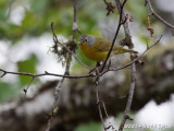 Nashville Warbler
