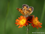 Silvery Checkerspot