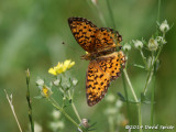 Silver-bordered Fritillary