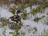 Northern Pintail