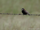 Chestnut-collared Longspur