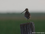 Wilsons Snipe
