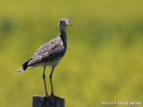 Upland Sandpiper