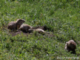 Black-tailed Prairie Dogs