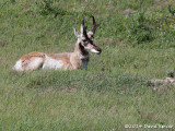 Pronghorn