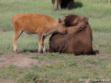 Buffalo