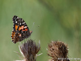Painted Lady