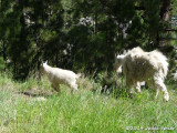 Mountain Goats