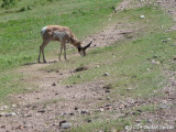 Pronghorn