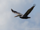 Brown Pelican