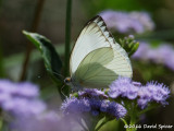 Great Southern White