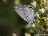 Ceraunus Blue