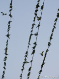 Green Parakeets