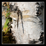 Dragon fly at Lac de lAnse  leau