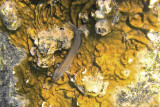 Blenny1200.Vividw.jpg