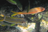 Goatfish0924.Vividw.jpg