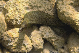 GoldentailMoray1277.Vividw.jpg