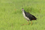 White-breasted Waterhen