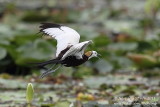 Pheasant-tailed Jacana