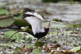 Pheasant-tailed Jacana