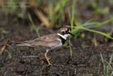 Little Ringed Plover