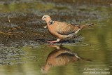 Spotted-necked Dove (Streptopelia chinensis)