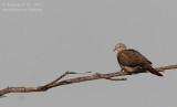 spotted-necked_dove_streptopelia_chinensis