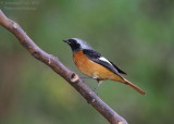 Daurian Redstart (Phoenicurus auroreus)