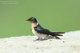 pacific_swallow