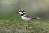 Little Ringed Plover