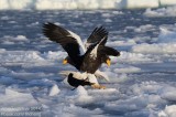 stellers_sea_eagle