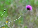 Purple Thistle In The Sun