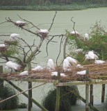 Avery Island Rookery