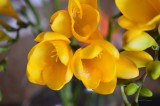 Fragrant Freesia