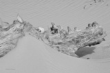 Driftwood In The Dunes1