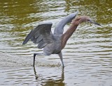 Reddish Egret 1