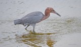 Reddish Egret 2