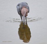 Reddish Egret 4