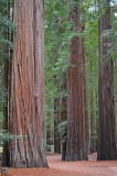 Along The Avenue Of The Giants