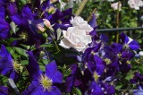 Roses Among The Clematis