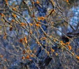 Lichen In February
