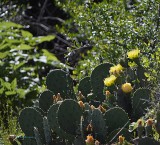 Prickly Pear Cactus