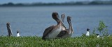 Laughing Gulls And Pelicans