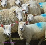 Waiting To Be Sheared