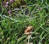 A Wee Scottish Frog