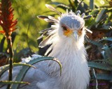 Secretary Bird