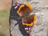 Red Admiral - Vanessa atalanta