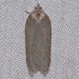 Acleris sp.