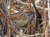 Melospiza georgiana - Swamp Sparrow
