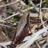 Tettigidea lateralis - Black-sided Pygmy Grasshopper